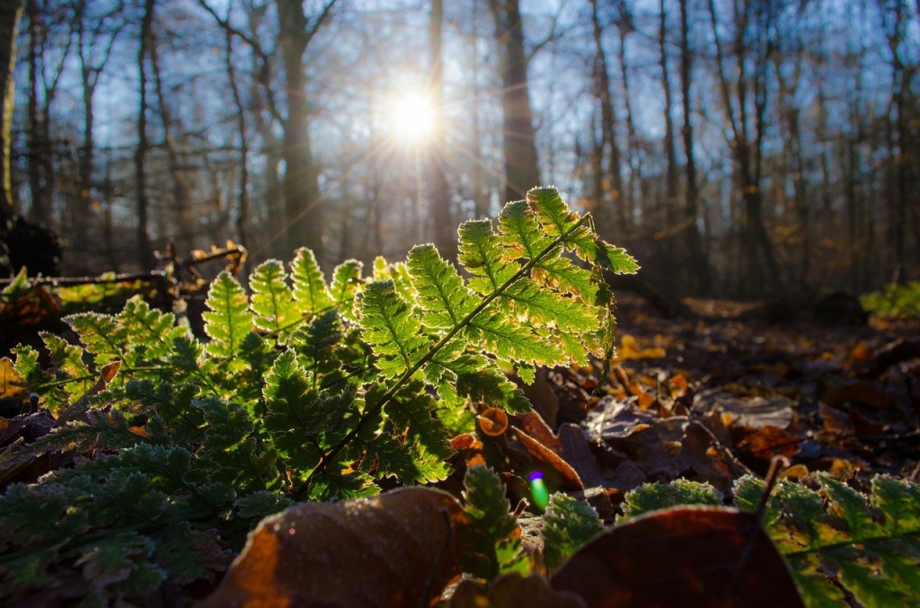 V pondělí ještě čekáme teploty do 11 °C, v druhé polovině týdne se oteplí