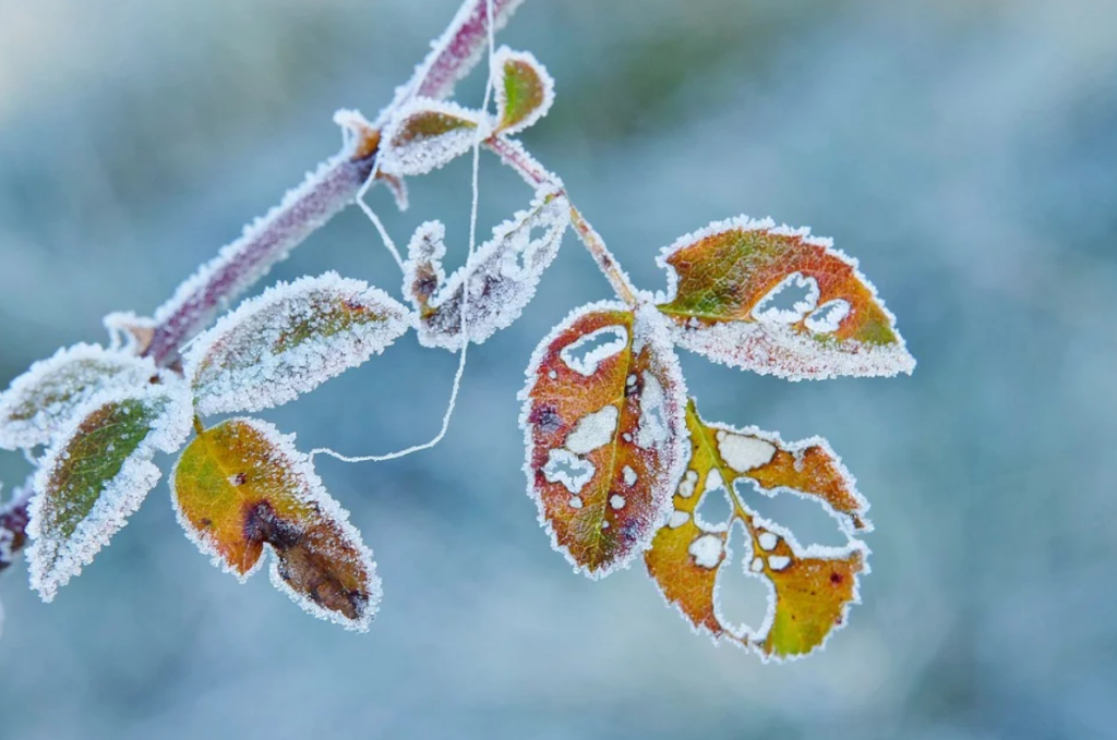 V pátek ráno teploty klesnou až na -6 °C