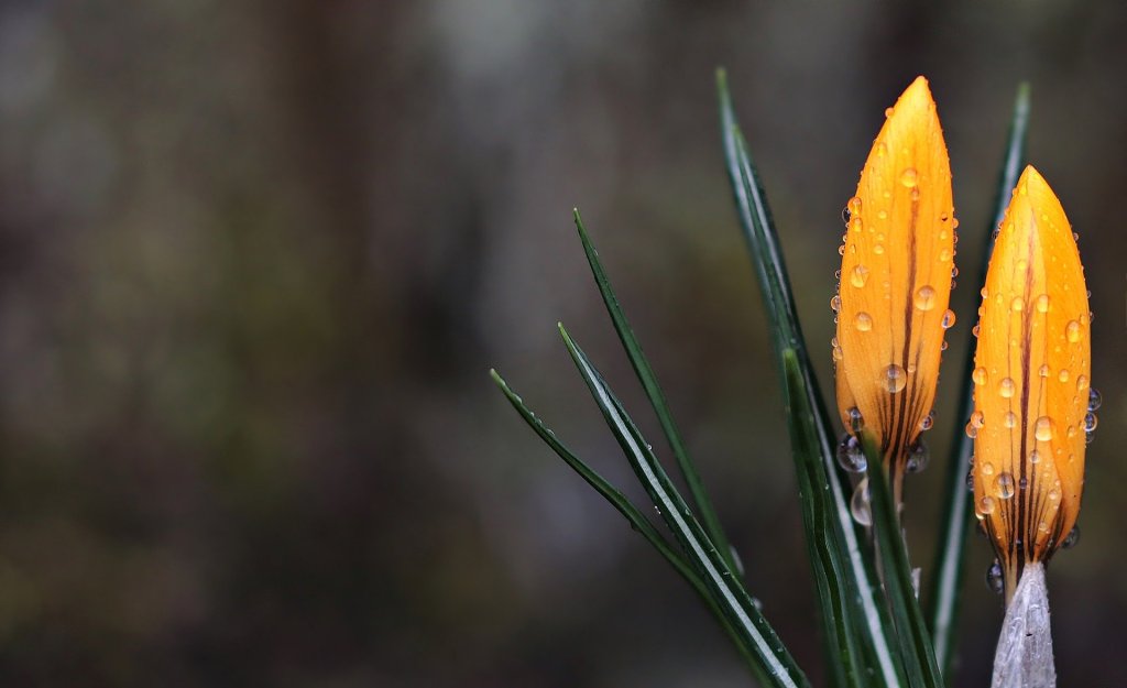 S počátkem meteorologického jara budou teploty stoupat k 11 °C, dočkáme se i deště
