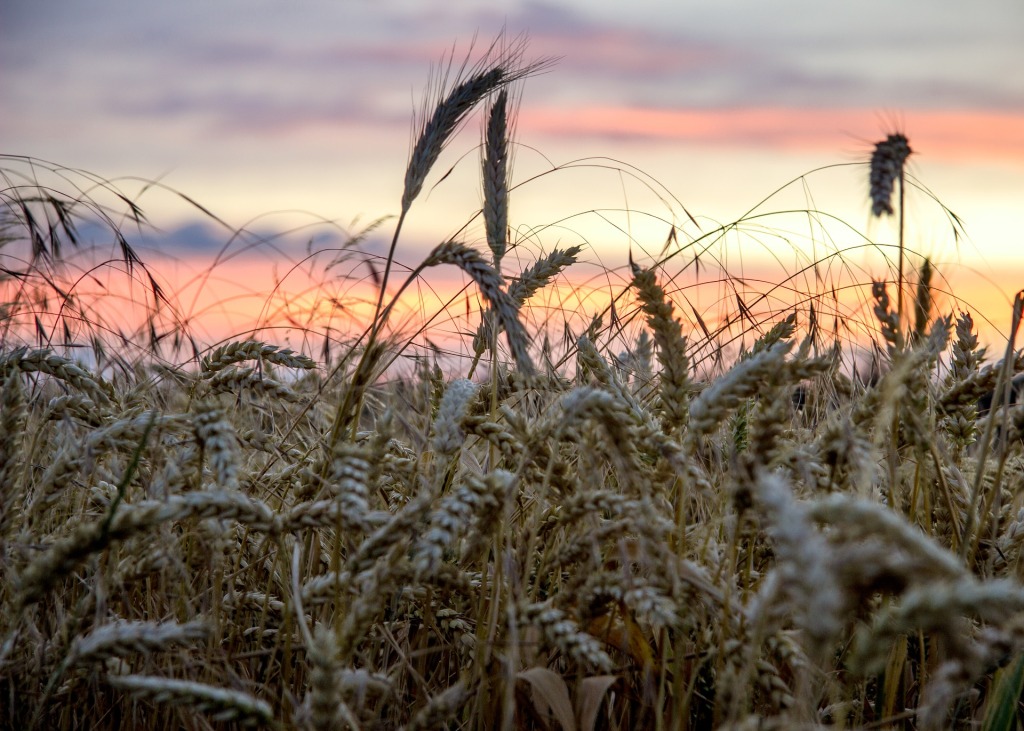 V noci na úterý budou teploty v Čechách místy klesat k 7 °C