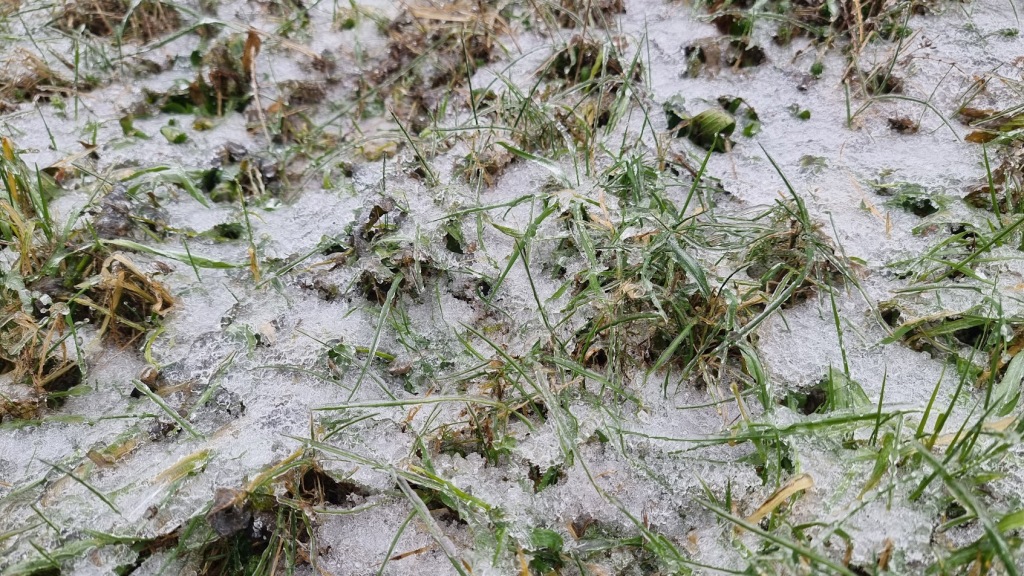 Ve středu od jihozápadu sněžení, postupně déšť, místy mrznoucí